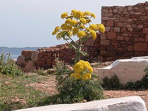 Jättiläinen fenkoli (Ferula communis)