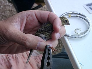 Bird ringing attachment of tag to a wild bird to enable individual identification