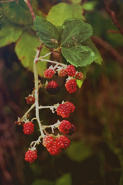 File:Ripe.....^^ ( explore ) - Flickr - Tanja-Milfoil.jpg