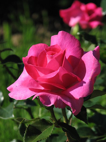 File:Rosa 'Manou Meilland' 02.JPG