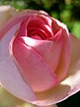 Rose - Gartenblume in Sachsen