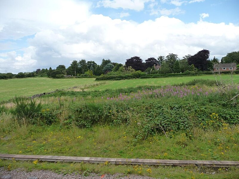 File:Rosebay willowherb alongside the tracks - geograph.org.uk - 3078438.jpg