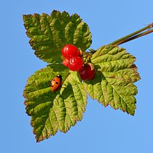 Rubus saxatilis - Niitvälja bog.jpg