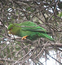 Rustgrimeparakitt, Bolborhynchus ferrugineifrons