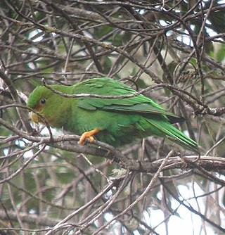 <span class="mw-page-title-main">Rufous-fronted parakeet</span> Species of bird