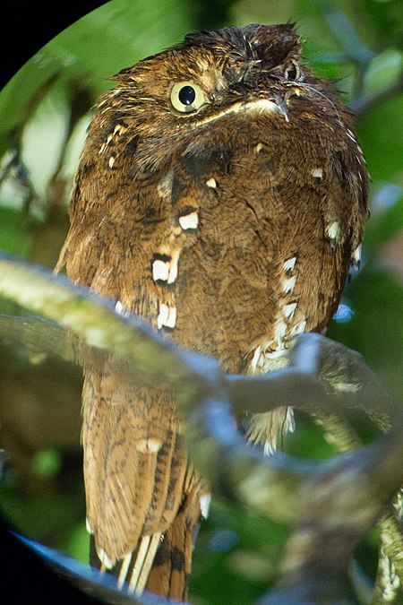 Malas karat (burung)