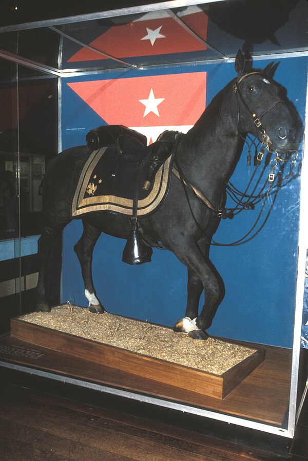 Rienzi, stuffed and on display at the National Museum of American History