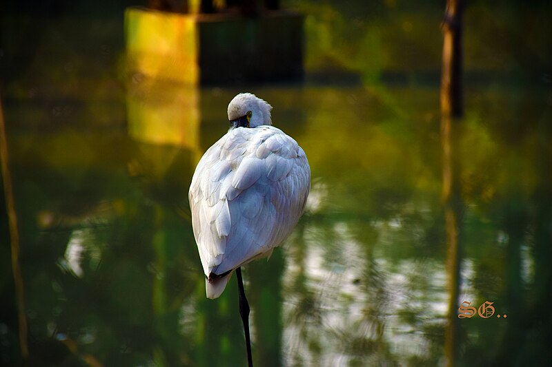 File:SPOONBILL.jpg