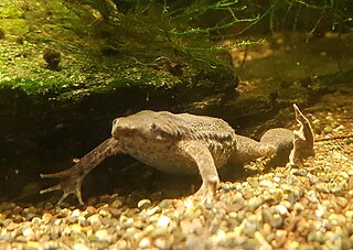 Sabana Surinam toad Species of frog