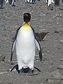 Salisbury Plain in South Georgia