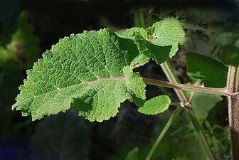 Muskatellsalvia Salvia sclarea