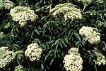 Thumbnail for File:Sambucus nigra ssp canadensis 1480452.jpg