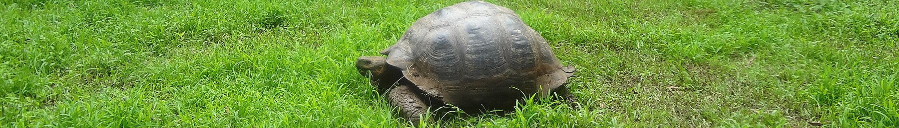 Steagul Santa Cruz (Galapagos) Tortoise.JPG