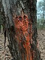 Sap Yeast (Cystofilobasidium macerans) fungi growing on sap oozing from a tree