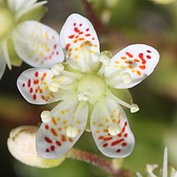 濃黄色と紅色の斑点がある花弁