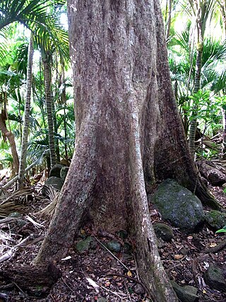 <i>Syzygium fullagarii</i> Species of tree