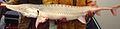 White shovel sturgeon (Scaphirhynchus albus)