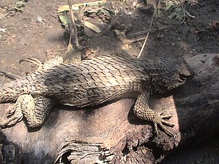 <i>Sceloporus horridus</i> Species of lizard