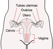 Scheme female reproductive system-pt.PNG