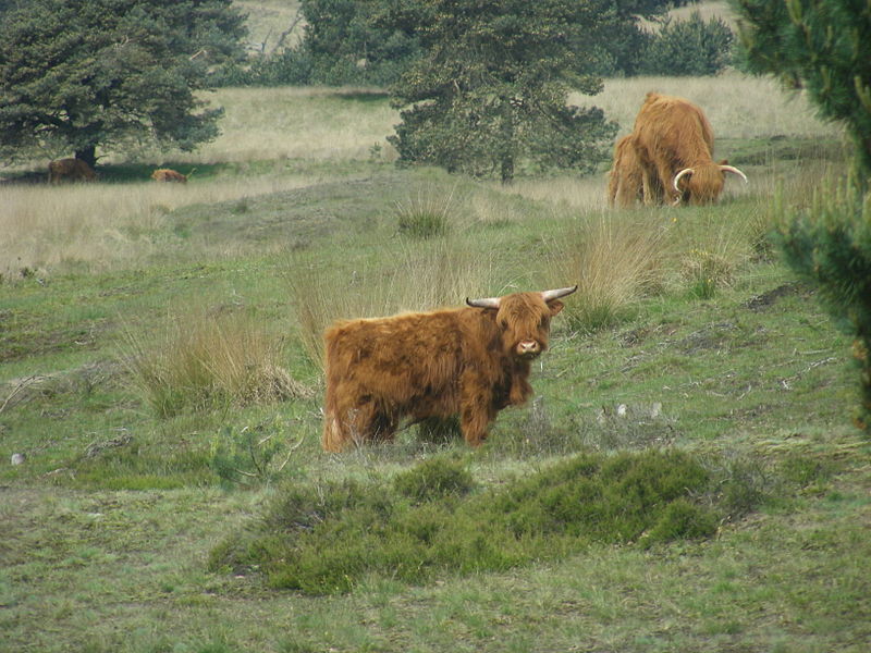 File:Schotse Hooglanders in Nationaal Park Veluwezoom.JPG