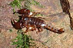 Thumbnail for Euscorpius mingrelicus