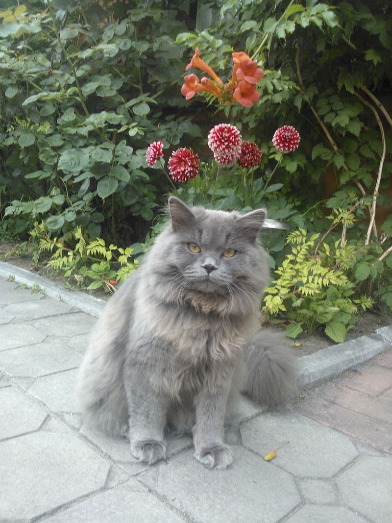 Scottish Fold Cat.jpg