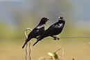 aves De Argentina