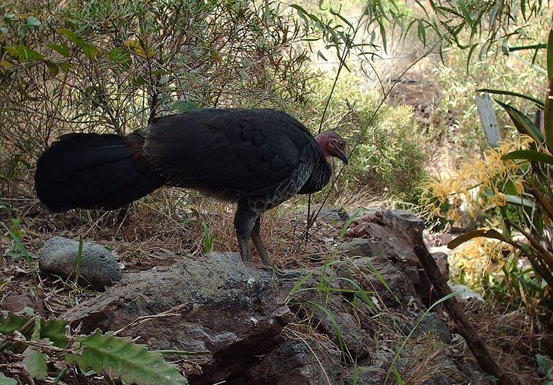 File:Scrub turkey and orchid - panoramio.jpg