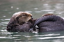 Sea otters rely on clean fur to stay warm. If the fur is polluted from an oil spill, however, the otter ingests the oil when grooming. Sea-otter-grooming.jpg