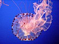 Sea nettle Jellyfish (Chrysaora quinquecirrha) at 蒙特瑞灣水族館.