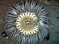Sea anemone in tidepools.jpg