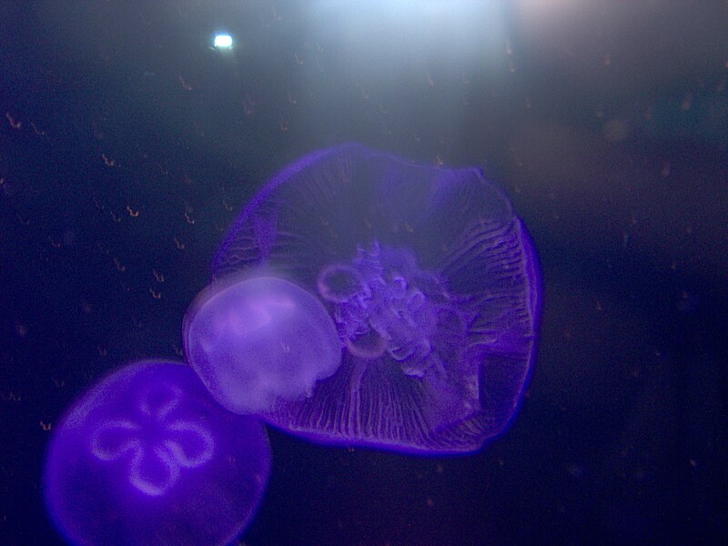 File:Sea jellies at the Seas Pavillion - Epcot30.jpg