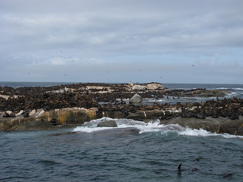 File:Seal Island, Hout Bay.JPG