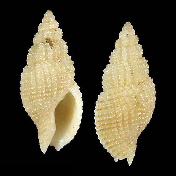 File:Seashell Antillophos durianoides.jpg