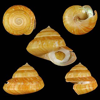 <i>Bayerotrochus philpoppei</i> Species of mollusc