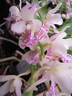 Sedirea japonica - Flickr 003.jpg