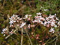 Flowers / Flores