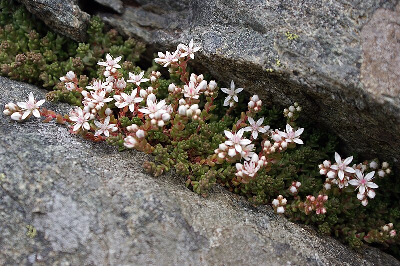 File:Sedum anglicum (7388357584).jpg