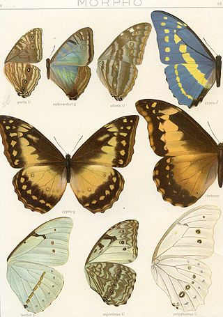<i>Morpho cypris</i> Species of butterfly