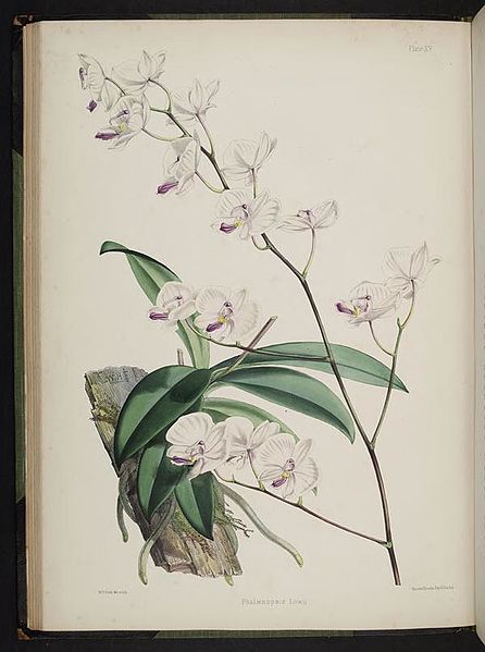 File:Select orchidaceous plants. (Second series) (Plate XV) BHL269644.jpg