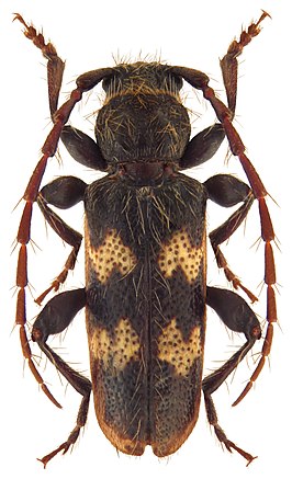 Semanotus undatus