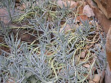 Senecio ficoides.jpg 