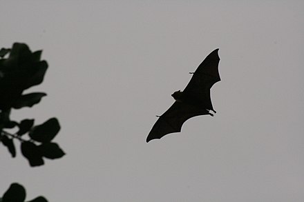 Fruit bats forage by night to avoid predators.