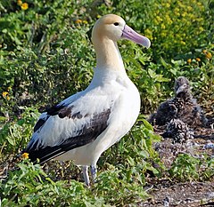 Przedstawiciel rodziny – albatros krótkosterny (Phoebastria albatrus)