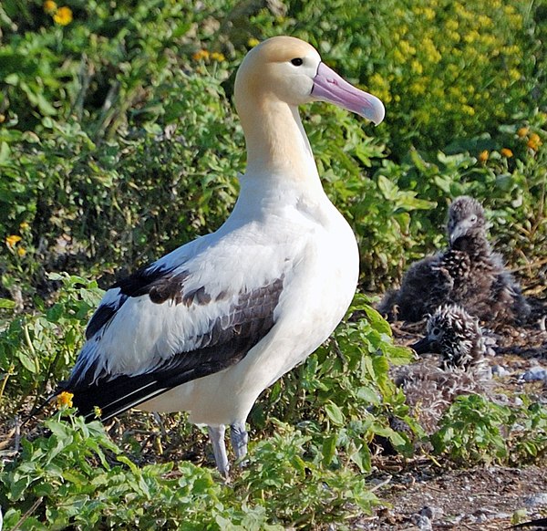 Short-tailed albatross