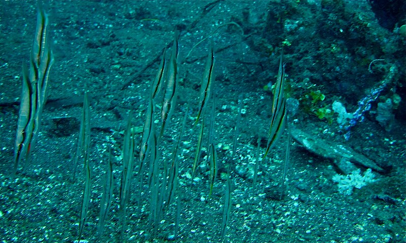 File:Shrimpfishes (Aeoliscus strigatus) (8458445762).jpg