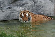 Amur tiger in the Eurasia Wilds section of the zoo. Siberian Tiger, Swimming.jpg