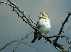 Description de l'image Sicalis taczanowskii - Sulphur-throated Finch - male.jpg.