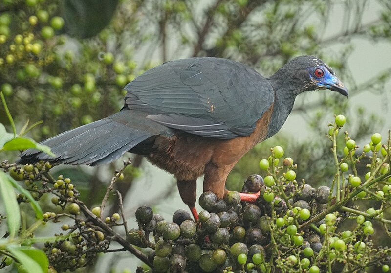 Файл:Sickle-winged guan (32908961287).jpg