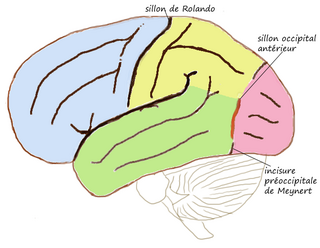 Occipitale sulcus ant.png